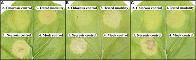 A Computation Method Based on the Combination of Chlorophyll Fluorescence Parameters to Improve the Discrimination of Visually Similar Phenotypes Induced by Bacterial Virulence Factors